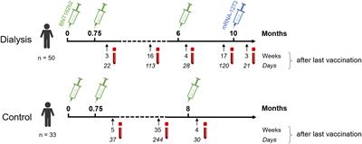 Longitudinal cellular and humoral immune responses after triple BNT162b2 and fourth full-dose mRNA-1273 vaccination in haemodialysis patients